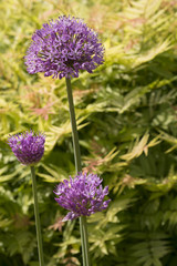 Purple Allium with Yellow Foliage Background