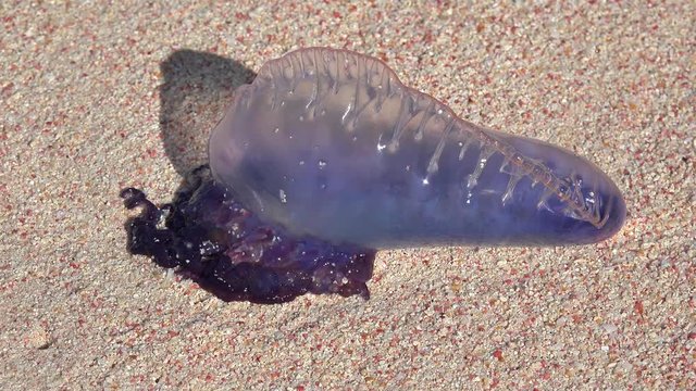 Atlantic Portuguese Man o' war (Physalia physalis) on the Bermuda beach.