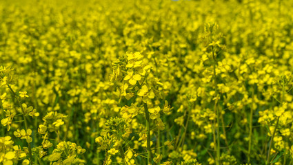 Panorama Rapsfeld in voller Blüte
