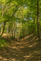 Fototapeta na wymiar bunter Sommer Wald mit hügeligem Untergrund 
