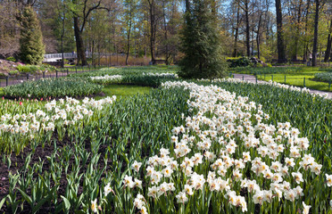 St. Petersburg in the spring. Yelagin Island. Blooming daffodils in a city park