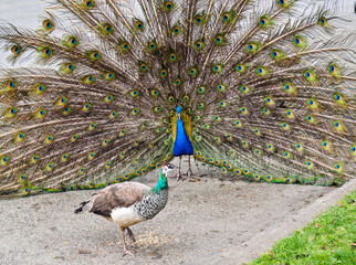 Urban peacocks courting