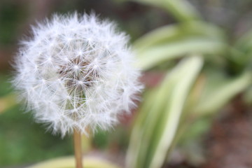 タンポポの綿毛