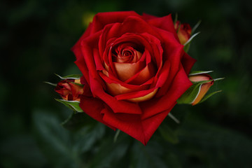 Red rose