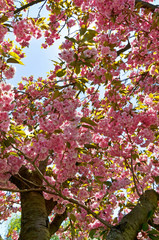 Japanische Blütenkirsche