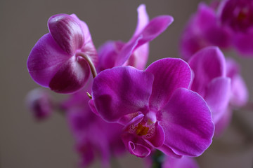 Fototapeta na wymiar Orchid, Phalaenopsis
