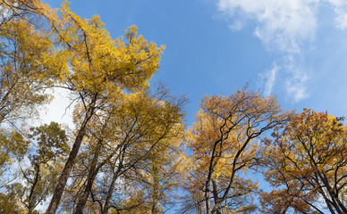 Fototapeta premium autumn trees with yellow leaves