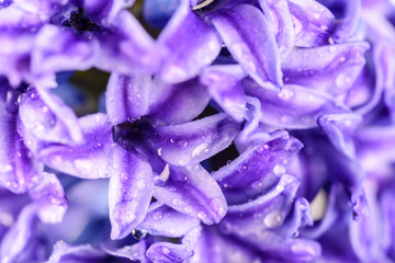 Wet Common Dutch Garden Hyacinth (Hyacinthus Orientalis) With Water Droplets