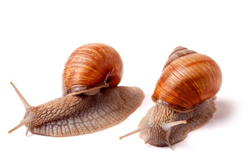two live snail crawling on white background close-up macro