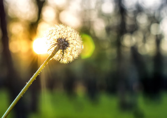Beautiful dandelion in the forest on the background of sunset