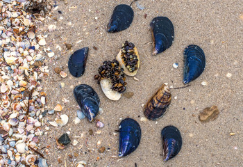 Shell to Sea coast, shellfish, Ferrous and white, sand