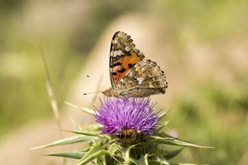 Butterfly and bee