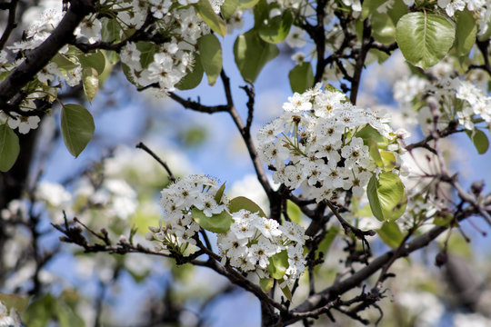 White blossoms bloom on a tree in spring blue sky background