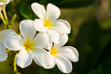 White Plumeria flower in the garden.