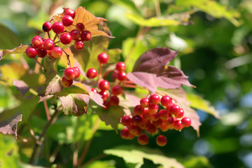 Obraz premium bunch of red berries on a bush