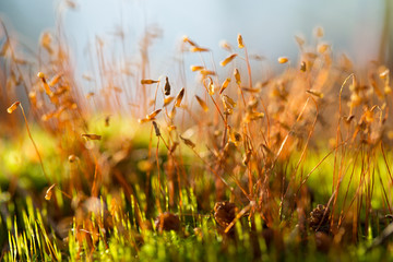 Moss seeds on thw grwwn grass