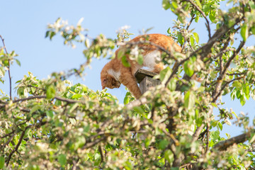 Кот на скворечнике. Кот охотится на скворцов