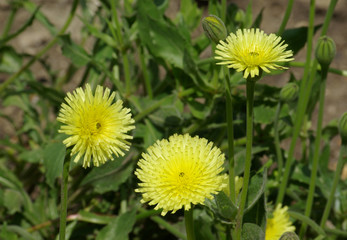 Capitules de pissenlit au printemps