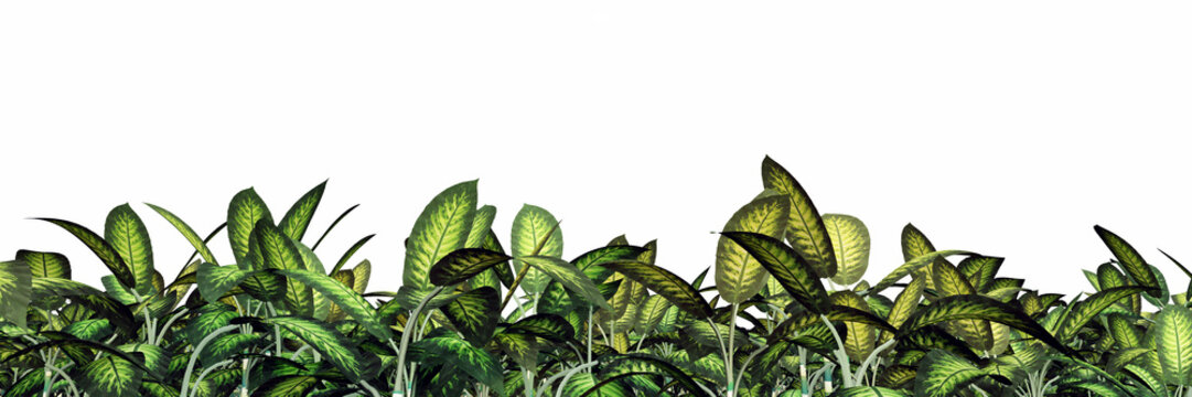 Tropische Pflanzen – Freisteller