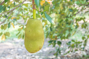 Closeup jackfruit at tree in orchard