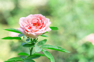 Closeup beautiful pink rose on blurred background