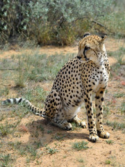 Africa. Namibia. Cheetah