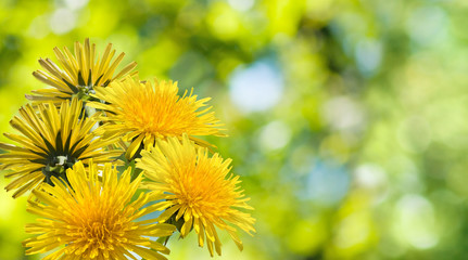 Obraz premium image of beautiful flowers closeup