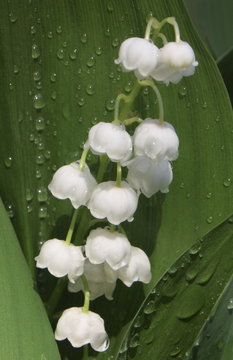 Fototapeta Lily of the valley 