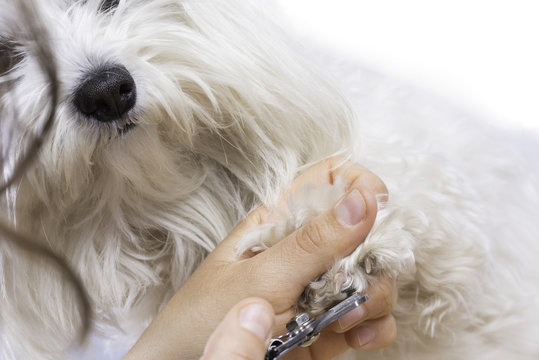 Cortando u&ntilde;as a bich&oacute;n malt&eacute;s.