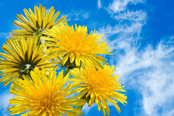 image of beautiful flowers against the sky close-up