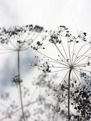 dried dill umbrellas with seeds of fennel in autamn