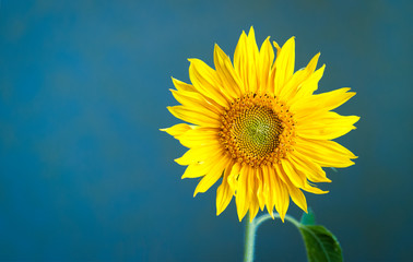 Obraz premium Sunflower on blue background.