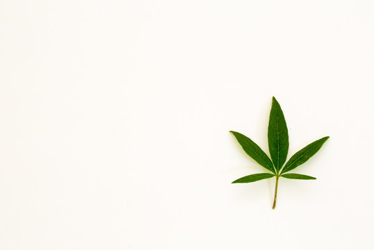 marijuana