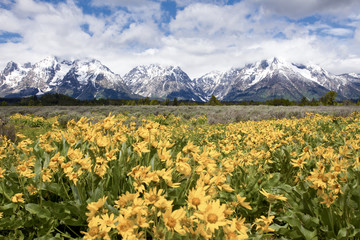Grand Teton Mountain Range - Wyoming