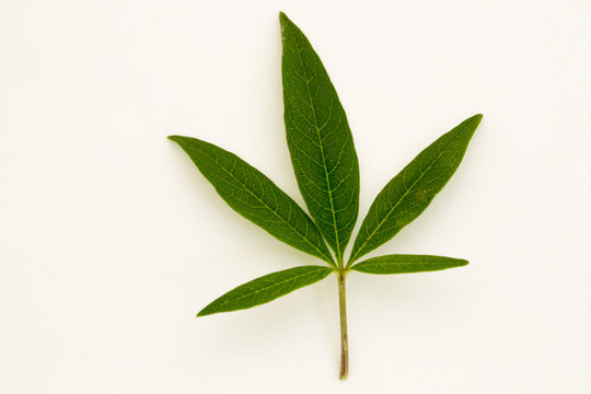 marijuana