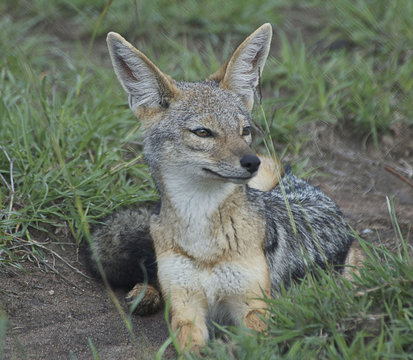 Black-backed jackal (Canis mesomelas), Tanzania