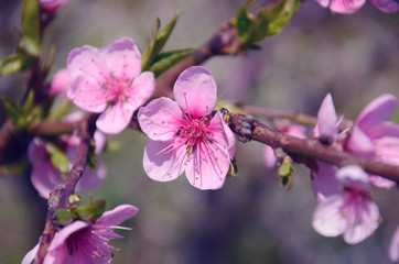 Pink flower in lilac mist
