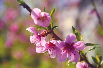 Pink flowers close up
