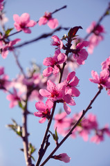Purple flowers on a branch