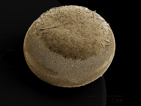  Egg of Silkmoth, Saturniidae SEM