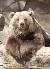 grizzly bear-portrait