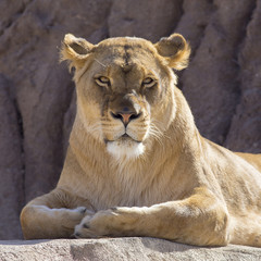 Fototapeta na wymiar Lioness Portrait