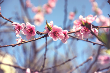 Spring flowering branch