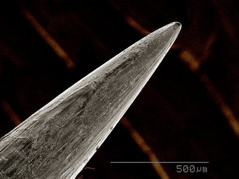Point Of Sewing Needle SEM