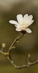 Erblühende Stern-Magnolie / Blooming star Magnolia