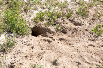 Hole in the ground animal in nature