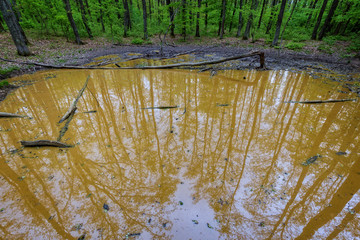 Wallow in the forest