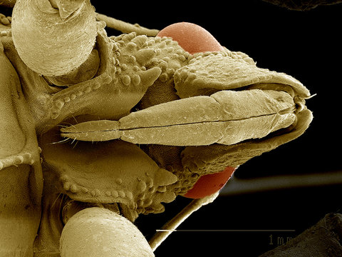 Head of Ambush bug SEM