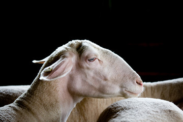 Obraz premium Sheep head over black background