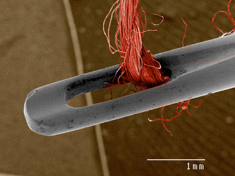Sewing needle and thread SEM